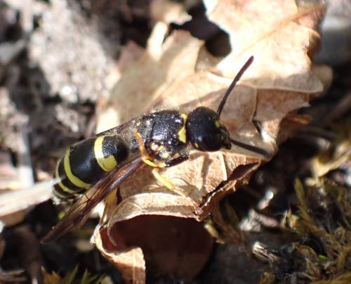Ancistrocerus sp.
